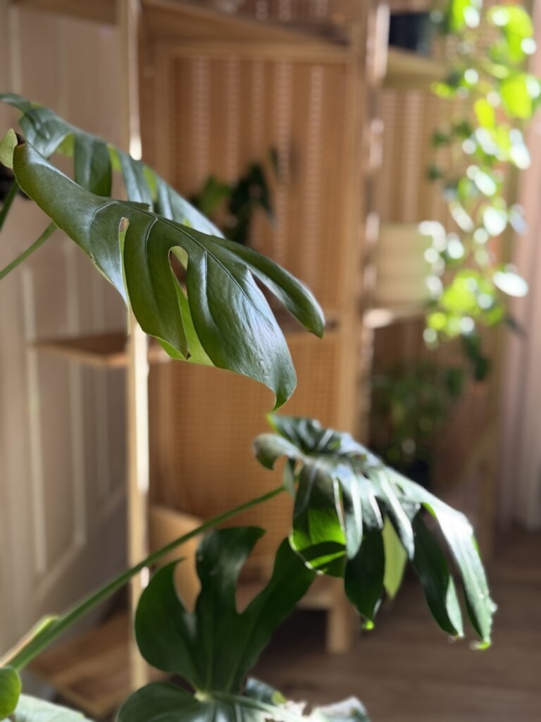 large green houseplant near window in cozy living room