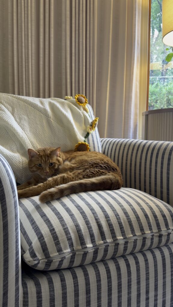 Orange cat lounging on a blue striped accent chair with a cream throw blanket.